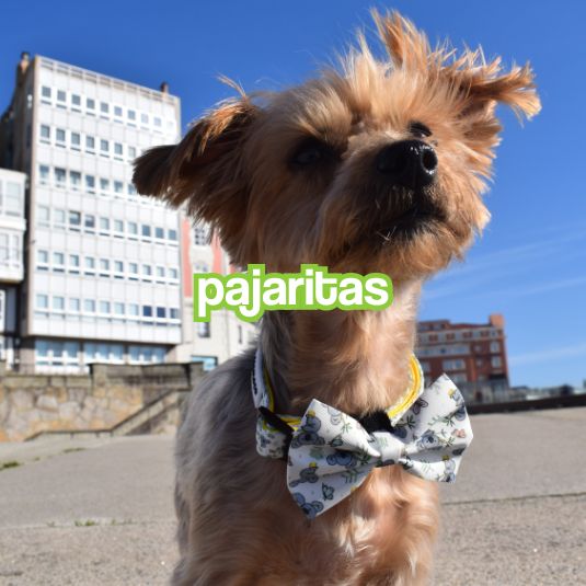 Pajaritas