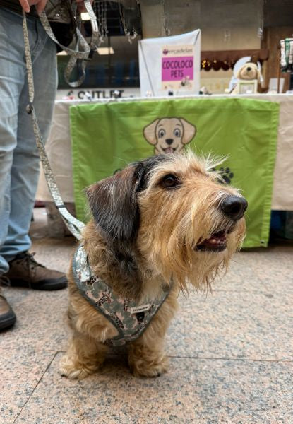 Correa multiposición safari