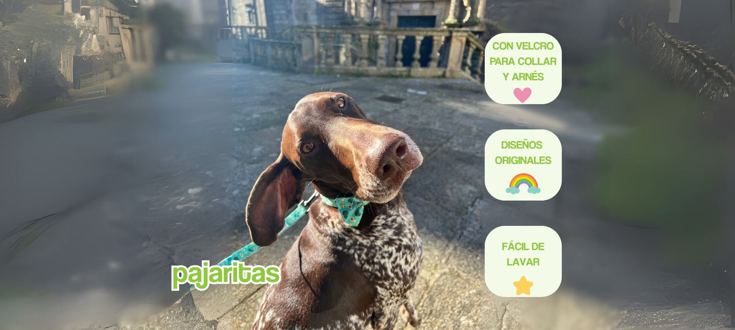 portada pc pajarita