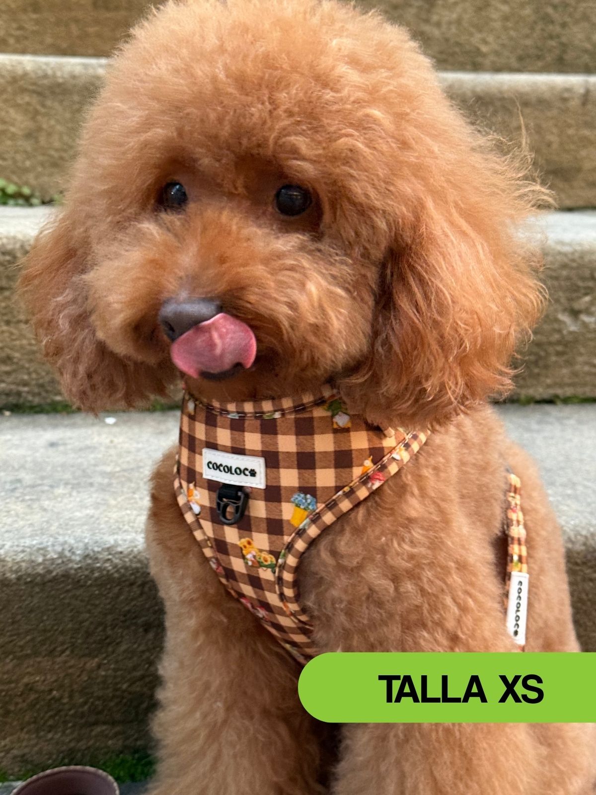 Caniche albaricoque con el arnés ajustable Trasno talla XS