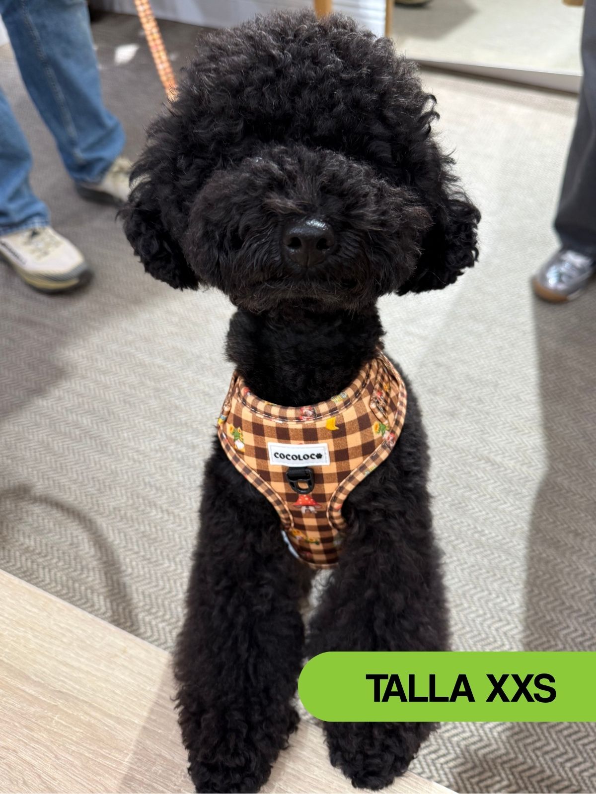 Caniche negro con el arnés ajustable Trasno talla XXS