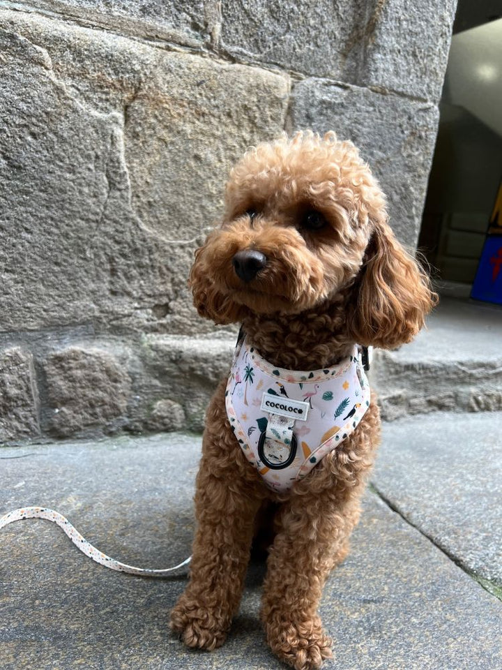 Caniche rojo con el arnés de la colección Tropical