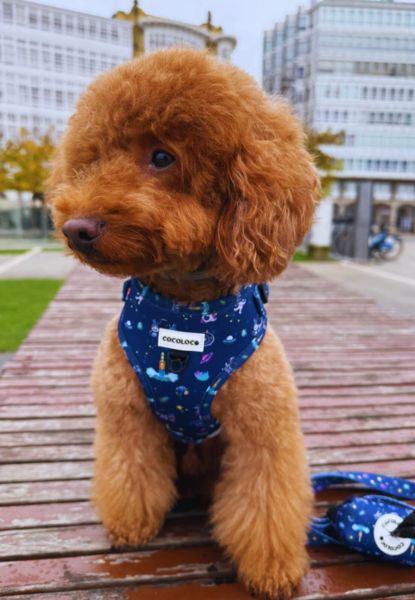 arnes polaris perro 1