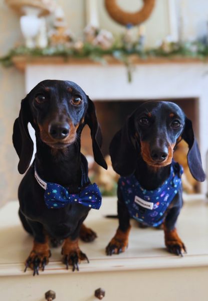 arnes polaris perro 2