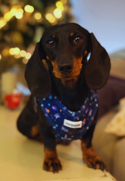 arnes polaris perro 3