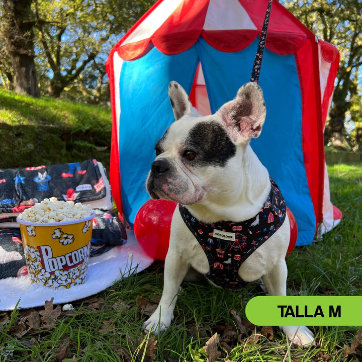 Bulldog francés con el arnés de la colección Circus en una carpa de circo