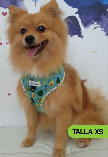 arnes healthy avocado xs 11