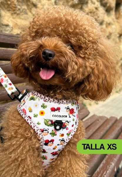 Caniche rojo con el arnés de la colección Mariquiña