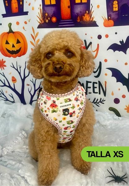 arnes mariquina xs caniche