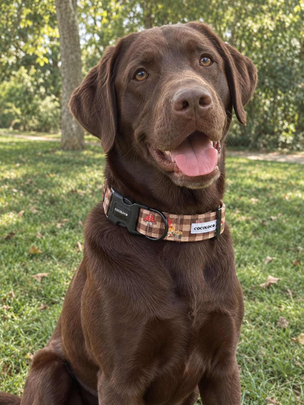 Labrador chocolate con el collar todoterreno Trasno