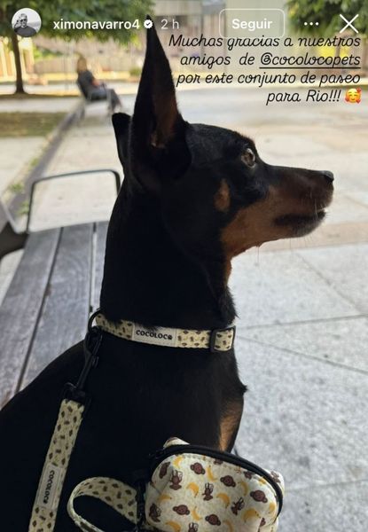 collar banana mamma 11