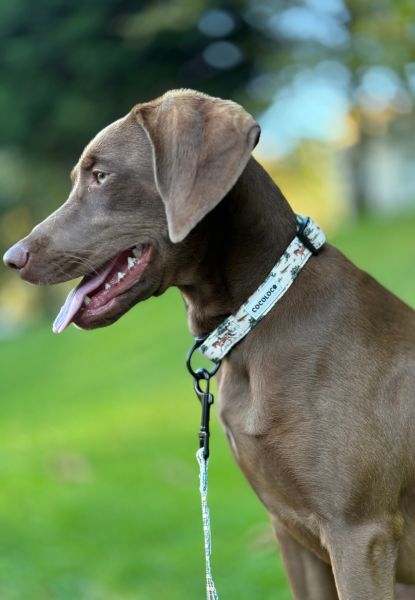 collar british 2