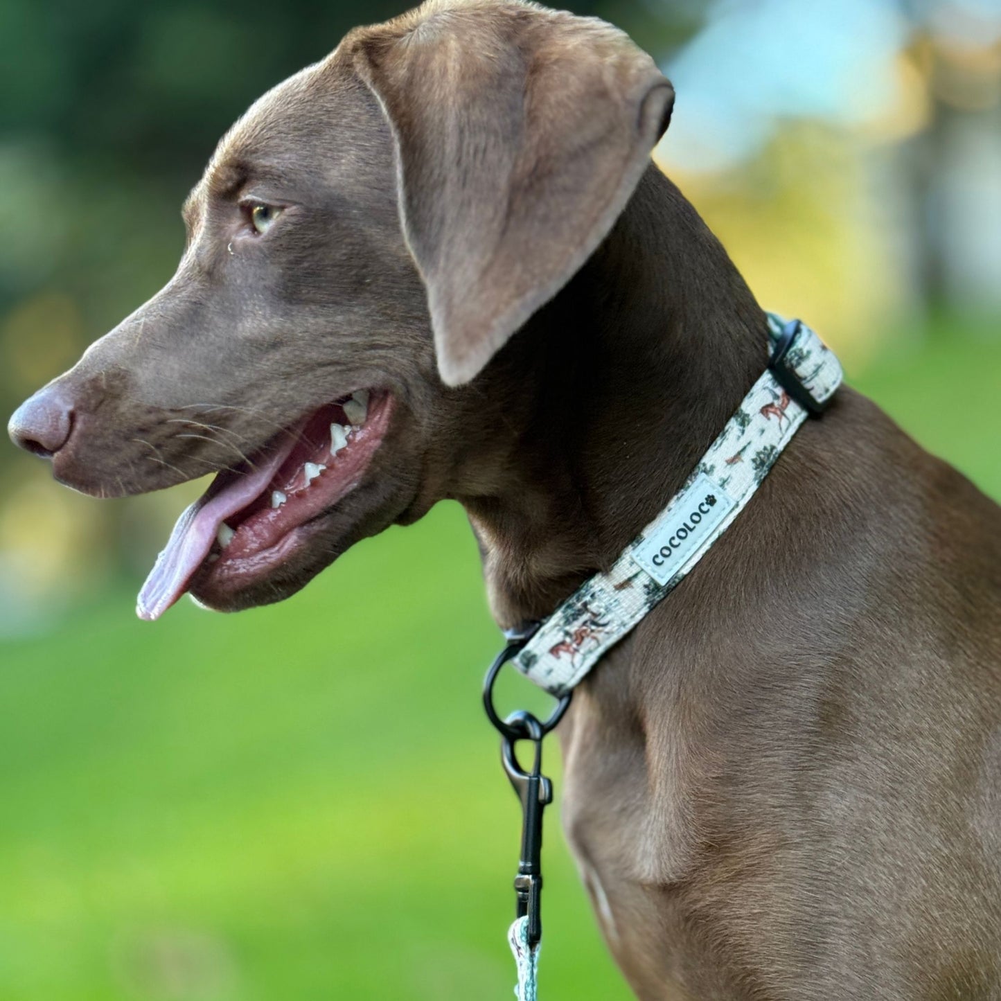 collar british 2