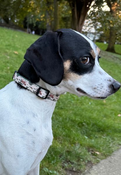 collar british 4