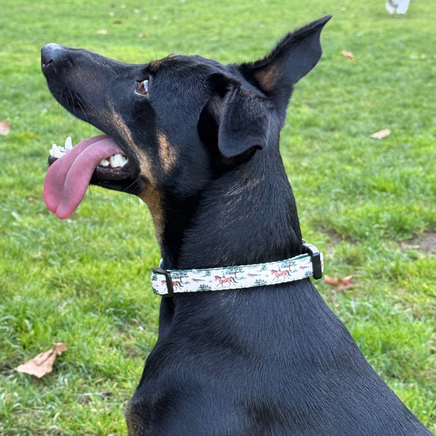 collar british 5