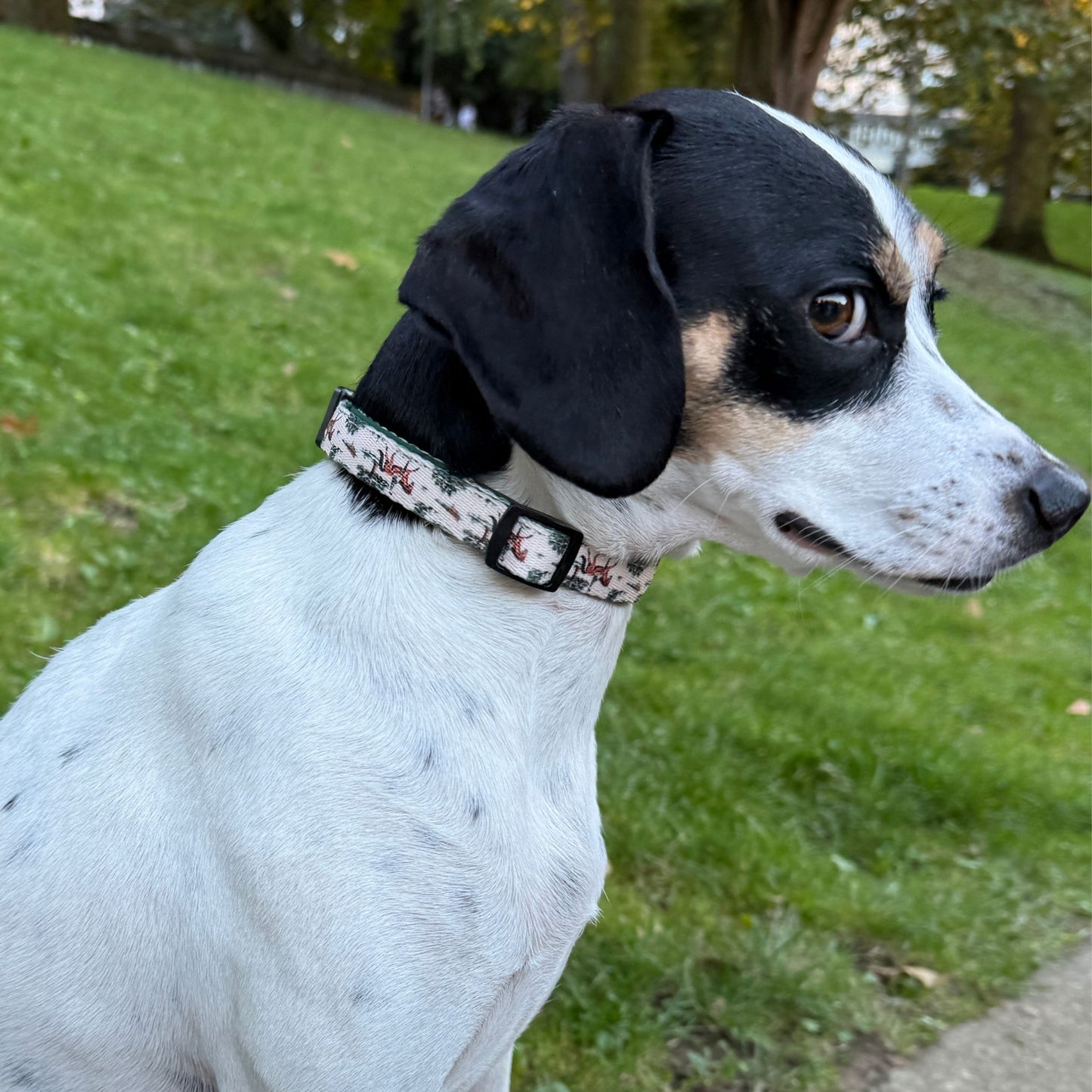 collar british 7