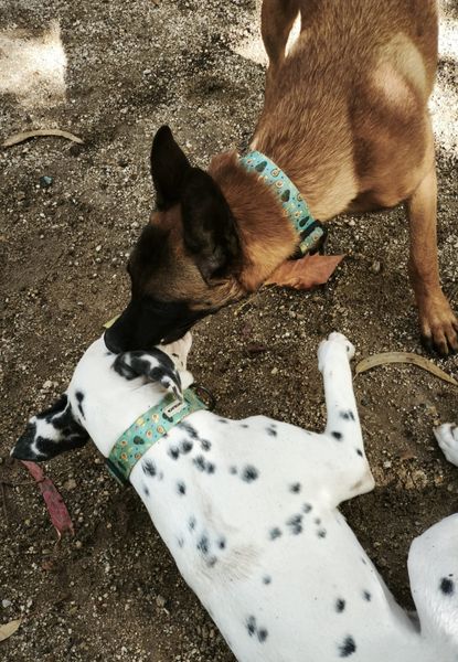 collar todoterreno healthy avocado 11