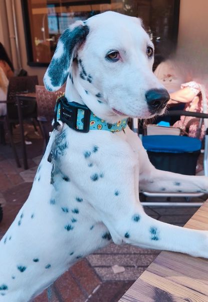 collar todoterreno healthy avocado 12