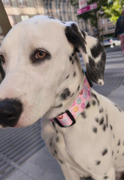 collar todoterreno nam nam 10