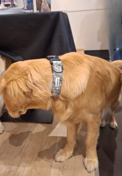 collar todoterreno safari 2