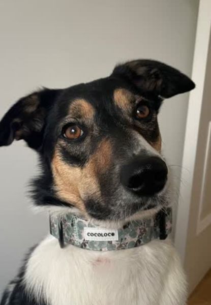 collar todoterreno safari 4