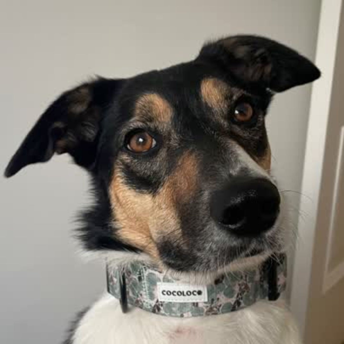 collar todoterreno safari 4