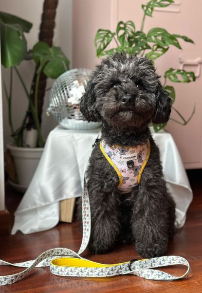 Caniche negro con la correa de la colección Sweet Koala