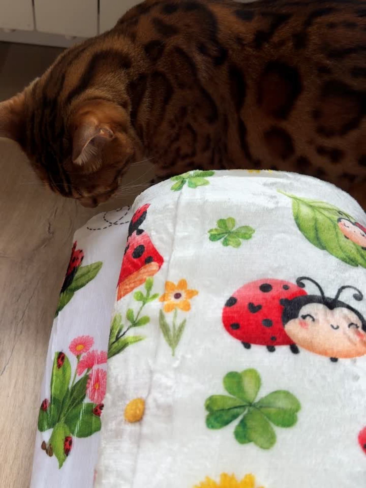 Gato bengalí olisqueando una manta de borreguillo Mariquiña enrollada
