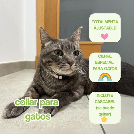 portada mobile collar gatos