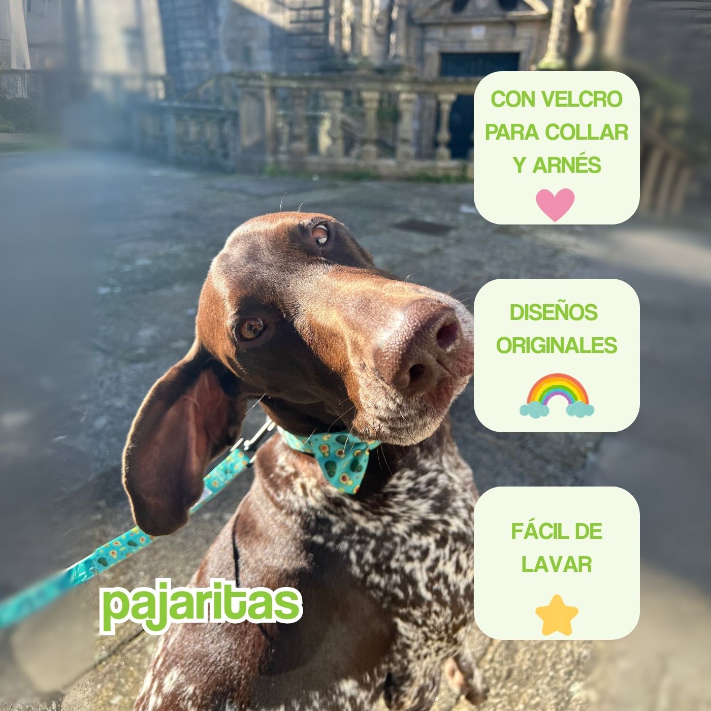 portada mobile pajaritas