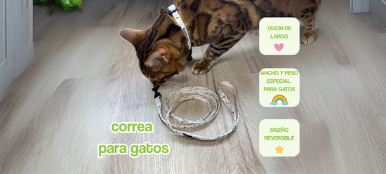 portada pc correa gatos