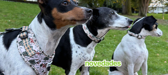 novedades british pc