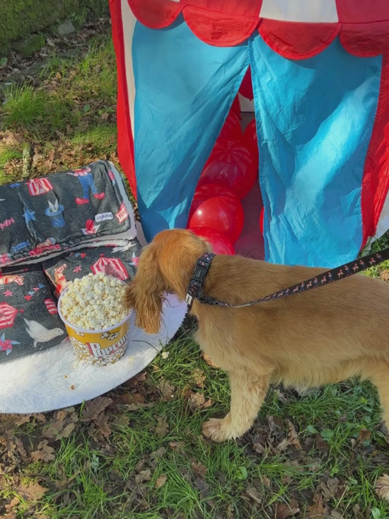 Cargar y reproducir el video en el visor de la galería, manta circus con perrito
