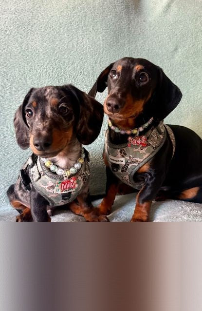 Dos teckels con el arnés de la colección Safari
